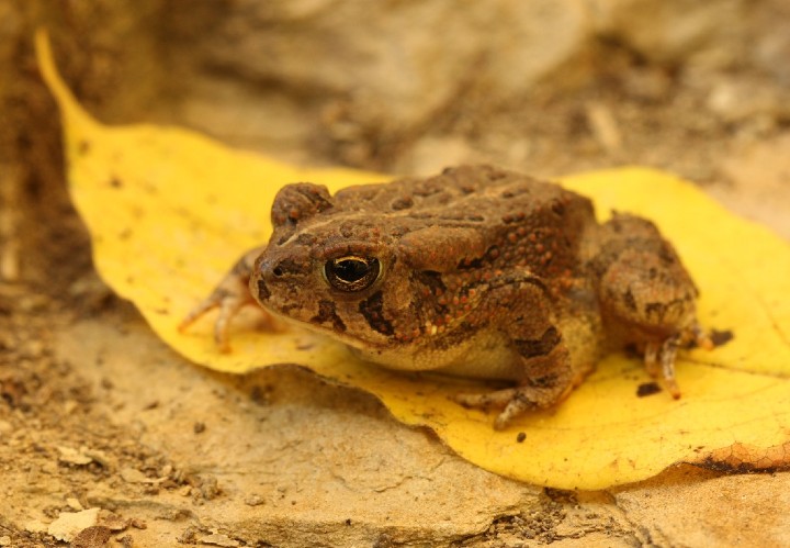 American Toad